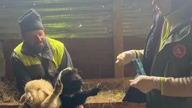 Çaykara’da Küçükbaş Hayvanlara Yönelik Aşılama ve Küpeleme Çalışması