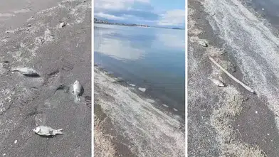 Eğirdir Gölü'nde Şok Edici Manzara: Kıyıya Vuran Yüzlerce Ölü Balık Endişe Yarattı!