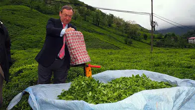 Yeni Çay Sezonu 15 Mayıs'ta Başlıyor: Kalite Denetimleri Sıkı Takipte!
