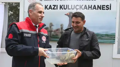 Kars'ta Yerli "Duman" Irkı Kaz Palazları İlk Kuluçka Başarısını Gösterdi!
