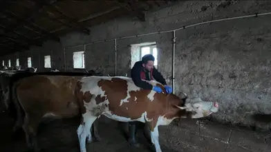 Aydın'da Şap Hastalığına Karşı Karantina: 17 Mahallede Önlemler Alınıyor