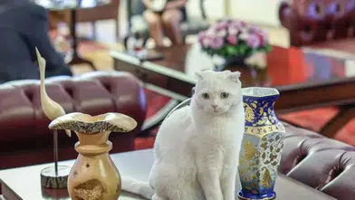 Kedi Zafer'in Siyasi Geçiş Süreci: CHP'de Mi Devam Edecek, Yeni Parti'ye Mi Katılacak?
