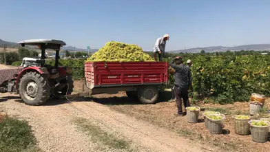 Üzüm Üreticileri Yeni Yolda: Hasat Dönemi Başladı, Ürünler Sergi Alanlarında!