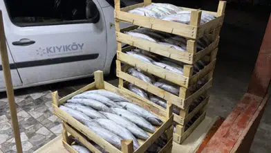 Denizde palamut bolluğu: Balıkçılar gece gündüz çalışıyor