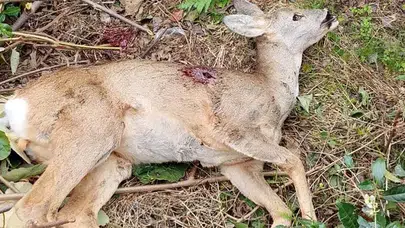 Ardeşen Muhtarlar Derneği’nden Karaca Uyarısı: Doğamız Bize Emanettir