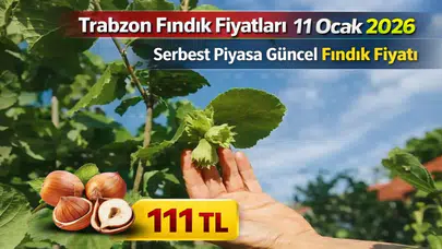 Trabzon fındık fiyatları - 11 Ocak 2026 serbest piyasa güncel fındık fiyatı