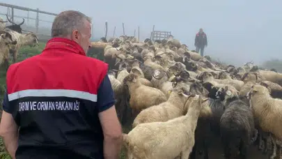Of’ta Küçükbaş Hayvanlarda PPR Aşısı İçin Bağışıklık Kontrolü Yapıldı