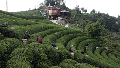 Rize'de Çay Fiyatlarına Gelecek Zam Pazarında Kritik Tartışmalar Sürüyor!