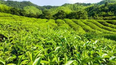CHP Rize İl Başkanlığı’ndan Çay Üreticilerine Destek!