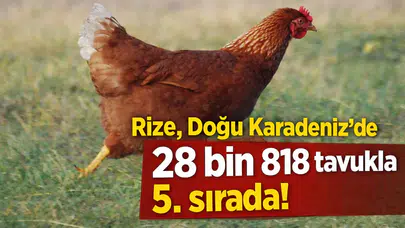 Rize, Doğu Karadeniz'de 28 bin 818 tavukla 5. sırada!