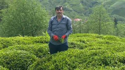 Müfit Akman’dan Çay Üreticilerine Gübreleme Uyarısı: Mart ve Nisan Aylarına Dikkat