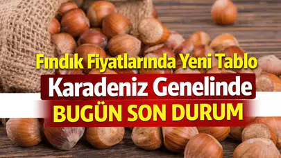 Fındık Fiyatlarında Yeni Tablo Karadeniz Genelinde Bugün Son Durum