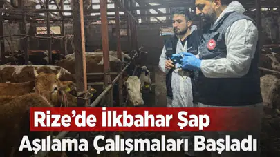 Rize'de 2026 İlkbahar Şap Aşılama Programı Başladı!