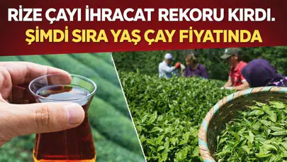 Rize Çayı İhracatta Rekor Kırdı! 3 Ayda 34,8 Milyon Dolar Gelir