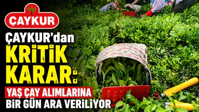 ÇAYKUR Yaş Çay Alımlarına Bir Günlük Ara Veriyor