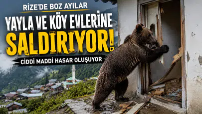 Rize'de Boz Ayılar Yayla Ve Köy Evlerine Saldırarak Ciddi Maddi Hasara Yol Açıyor