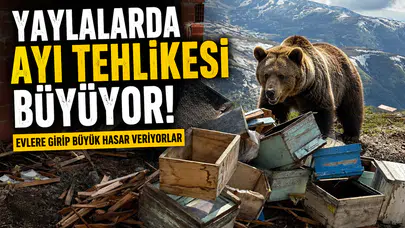 Yaylalarda Ayı Tehlikesi Büyüyor: Evlere Girip Büyük Hasar Veriyorlar