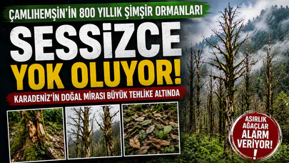 Çamlıhemşin'in Asırlık Şimşir Ormanları Yok Oluyor! Bilim İnsanlarından Acil Koruma Çağrısı