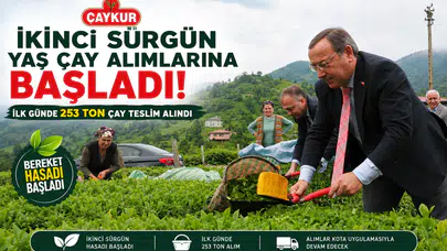 ÇAYKUR İkinci Sürgün Yaş Çay Alımlarına Başladı: İlk Günde 253 Ton Çay Teslim Alındı