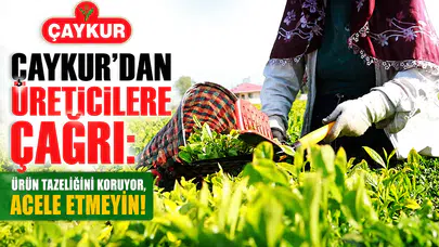 ÇAYKUR'dan üreticilere hasat uyarısı: Acele etmeyin, tazelik koruma önceliği!