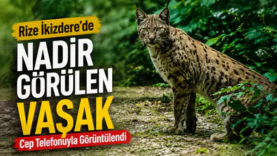 Rize İkizdere'de Nadir Görülen Vaşak Cep Telefonuyla Görüntülendi