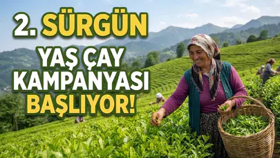 ÇAYKUR, 2026 İkinci Sürgün Çay Alımlarına 8 Temmuz'da Başlıyor!