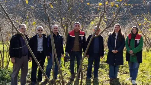 Akçaabat Meşeli Mahallesi’nde Fındıkta Budama Eğitimi Düzenlendi