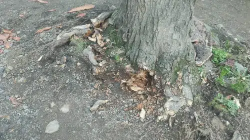 Trabzon Büyükşehir Belediyesi’nden Gülbaharhatun’daki Ağaç İddialarına Açıklama