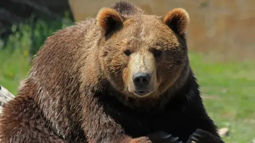 İkizdere Çevre Derneği’nden Ayı Vurma İznine Sert Tepki: Doğayı Korumak Bu Değil