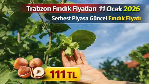 Trabzon fındık fiyatları - 11 Ocak 2026 serbest piyasa güncel fındık fiyatı