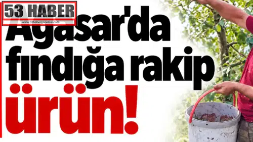 Ağasar’da Fındığa Yeni Rakip: Alternatif Tarım Ürünleri Yükseliyor!