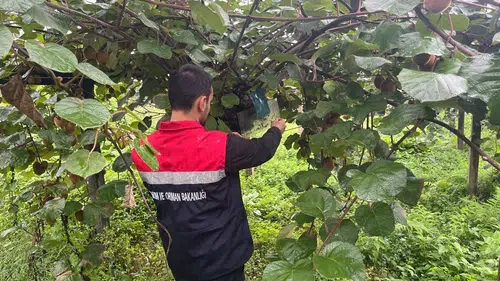 Rize’de Kahverengi Kokarcaya Karşı Kışlak Mücadelesi Başladı
