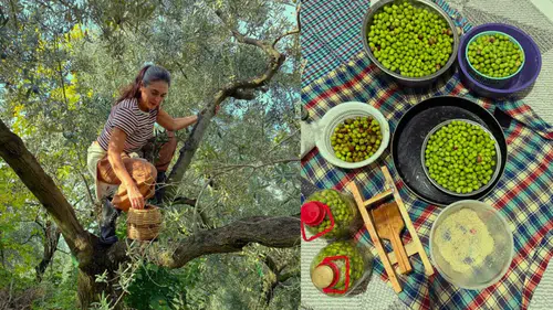 Ayvalık’a yerleşti zeytin hasadına başladı!