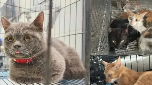 2 bin 700 kedi çalınmış
