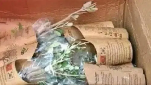 Güney Kore’den Hatay’a 3043 zeytin fidanı