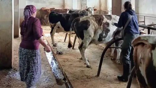 Trabzon'da Hayvan Sağlığı İçin Sürekli Mücadele ve Denetim Faaliyetleri Devam Ediyor