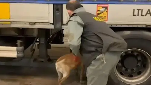 Türkiye genelinde uyuşturucu operasyonu: 1699 gözaltı