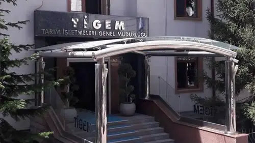 TİGEM 5 ton kozalağı ihaleye çıkarıyor