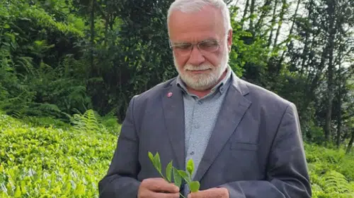 Rize Çay Sanayicileri Derneği’nden Çay Politikalarına Eleştiri: Sektör Belirsizlik İçinde