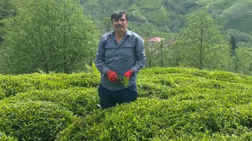 Müfit Akman’dan Çay Üreticilerine Gübreleme Uyarısı: Mart ve Nisan Aylarına Dikkat