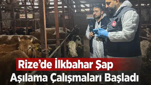 Rize'de 2026 İlkbahar Şap Aşılama Programı Başladı!