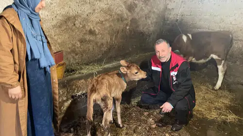 Of’ta Jersey Bereketi: İlk Yavruların Ardından Torunlar'da Dünyaya Geldi