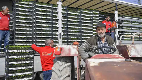 ABB, 8 ilçede 268 çiftçiye tam 624 bin 120 adet erkenci sebze fidesi dağıttı!