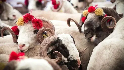 Kurban Kesim Ücretleri Vekaletle Kesim için Belirlenerek Açıkladı!