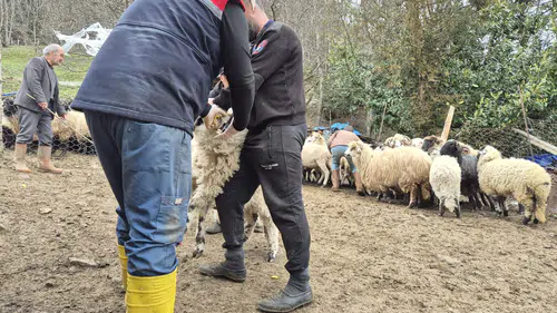Tonya’da Küçükbaş Hayvanlar İçin Aşılama ve Kimliklendirme Çalışmaları Sürüyor