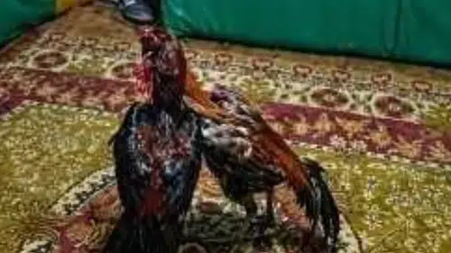 Kars'ta Horoz Dövüşü ve Kumar Faaliyetlerine Baskın: 23 Kişi Cezalandırıldı