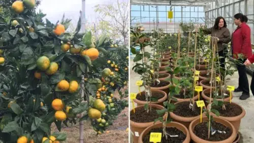 Rize Mandalinasında Yeni Dönem: Sertifikalı Fidan Üretimi Başladı