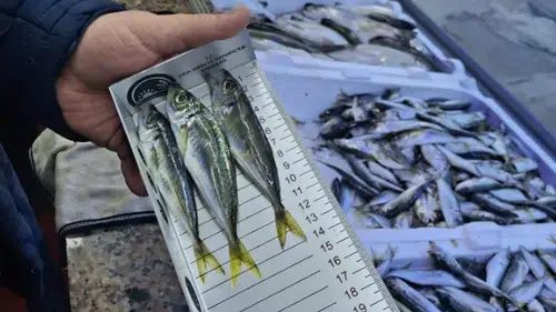 Trabzon’da Su Ürünlerine Sıkı Denetim