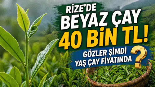 Rize'de Beyaz Çay Fiyatları 40 Bin TL'ye Yükseldi!