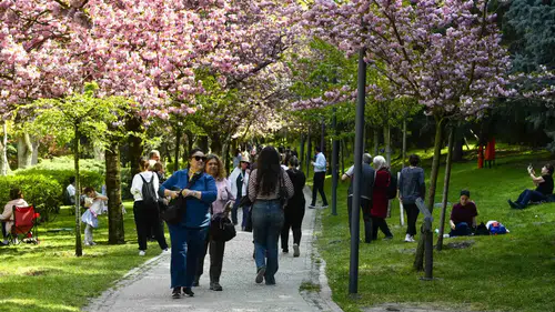 Sakura ağaçları baharın gelişini müjdeledi, rengarenk çiçeklerle doğayı süsledi